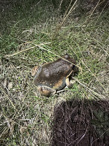 Eastern Banjo Frog