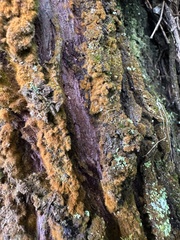 Podocarpus oleifolius