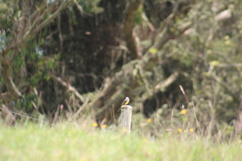 Tropical Kingbird