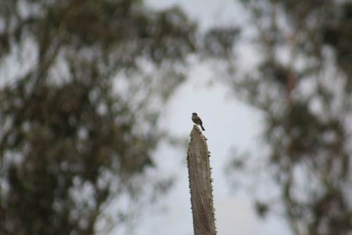 Rufous-collared Sparrow