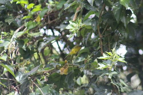 Superciliaried Hemispingus (Thlypopsis superciliaris), photo 6