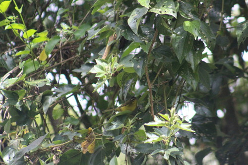 Superciliaried Hemispingus (Thlypopsis superciliaris), photo 7