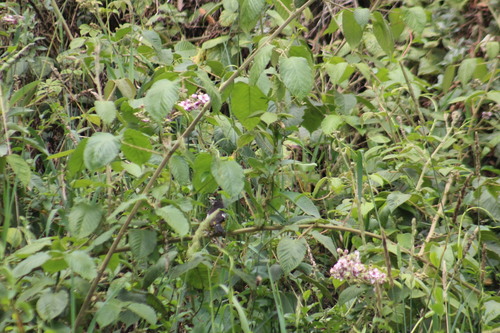 Black-backed Grosbeak (Pheucticus aureoventris), photo 8