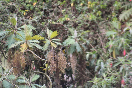 Parrotweed