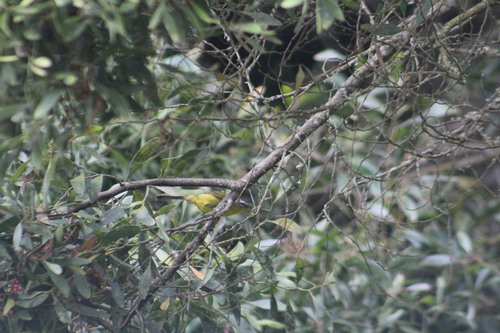 Superciliaried Hemispingus