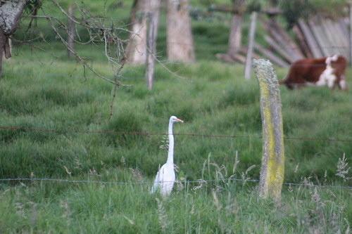 Great Egret