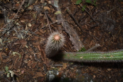 Nyctocereus serpentinus