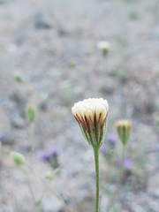 Chaenactis carphoclinia