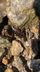 Peltoperlidae