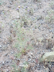 Chaenactis carphoclinia