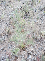 Chaenactis carphoclinia