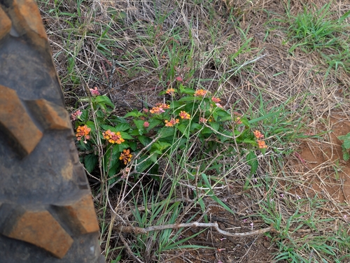 Lantana camara observed 2026-04-18