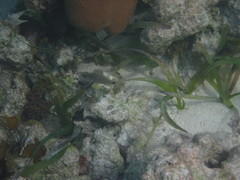 Hypoplectrus unicolor