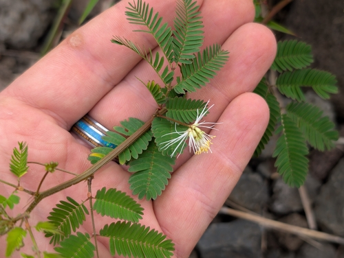 Desmanthus pernambucanus observed 2026-04-18