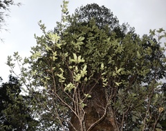Weinmannia trichosperma