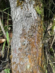 Podocarpus oleifolius, photograph (c) Nicolás Baresch Uribe, some rights reserved (CC BY)