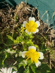 Limnanthes