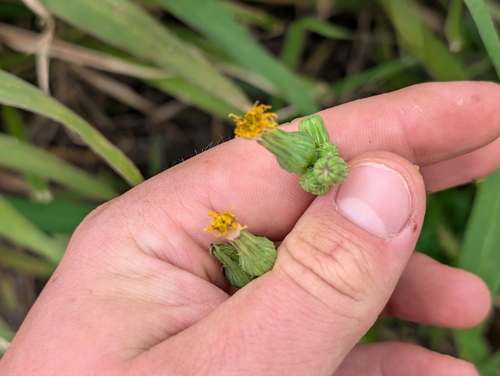 Sonchus oleraceus observed 2026-04-18