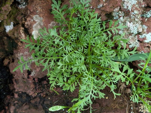 Lepidium didymum observed 2026-04-18
