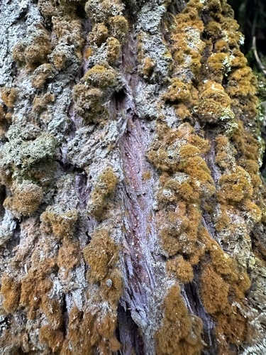 Podocarpus oleifolius, photograph 3