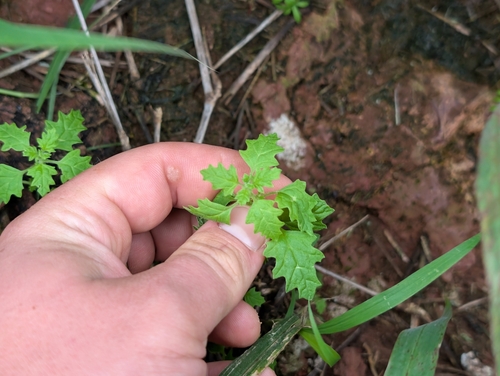Green crumbweed (Dysphania carinata)