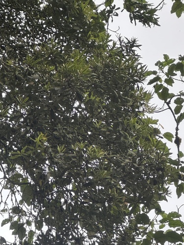 Podocarpus oleifolius, photograph 4