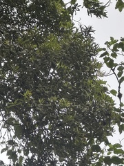 Podocarpus oleifolius, photograph (c) Nicolás Baresch Uribe, some rights reserved (CC BY)