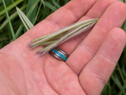 Chloris virgata observed 2026-04-18