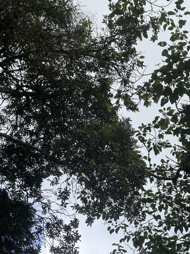 Podocarpus oleifolius, photograph 5