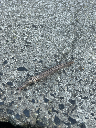 Limax maximus