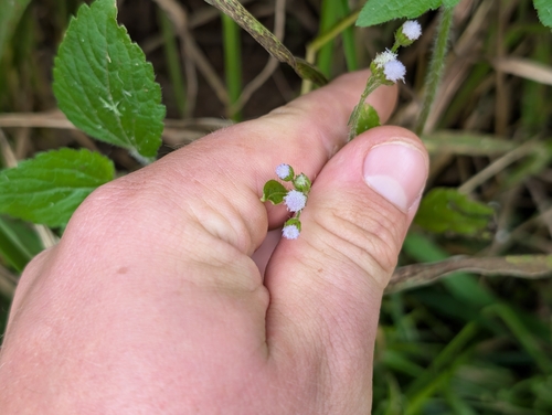 Ageratum conyzoides observed 2026-04-18