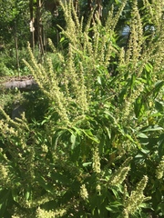 Ocimum gratissimum
