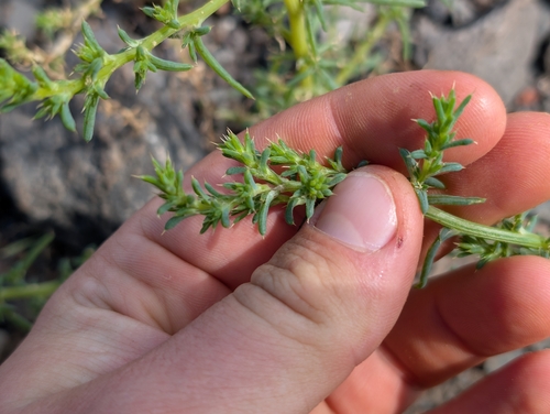 Salsola tragus observed 2026-04-18