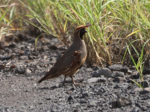 Callipepla gambelii, 2026-04-18