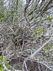 Tillandsia baileyi