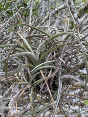 Tillandsia baileyi