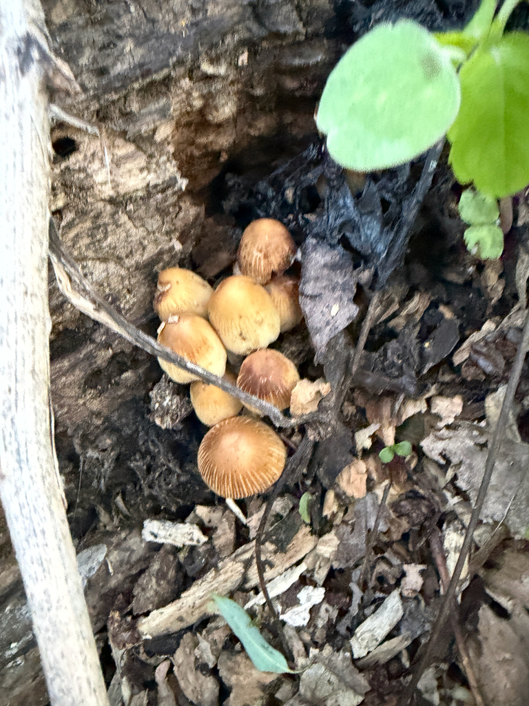 Coprinellus micaceus · April 2026 · photo: © kefreecomo (iNaturalist, cc-by)