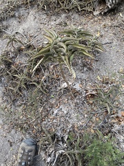 Kalanchoe daigremontiana