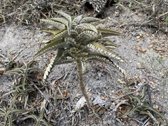 Kalanchoe daigremontiana