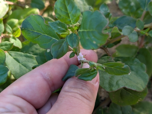 Trianthema portulacastrum observed 2026-04-19
