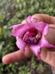 Meriania macrophylla