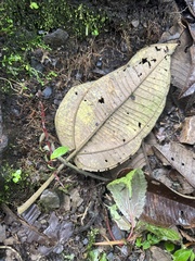 Meriania macrophylla, photograph (c) Nicolás Baresch Uribe, some rights reserved (CC BY)
