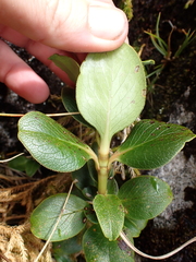 (c) Benjamin Lavin, some rights reserved (CC BY) Coprosma serrulata, photograph (c) Benjamin Lavin, some rights reserved (CC BY)