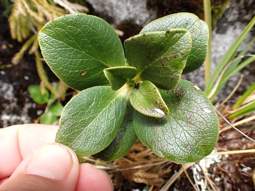 Coprosma serrulata, photograph 4