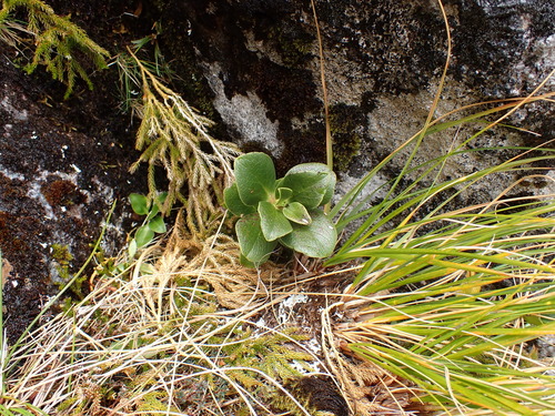 Coprosma serrulata, photograph 3