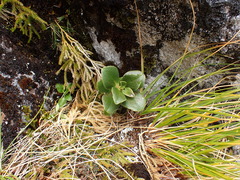 (c) Benjamin Lavin, some rights reserved (CC BY) Coprosma serrulata, photograph (c) Benjamin Lavin, some rights reserved (CC BY)