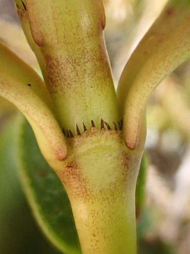 Coprosma serrulata, photograph 2