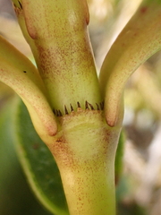 (c) Benjamin Lavin, some rights reserved (CC BY) Coprosma serrulata, photograph (c) Benjamin Lavin, some rights reserved (CC BY)