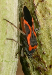 Lygaeus kalmii angustomarginatus