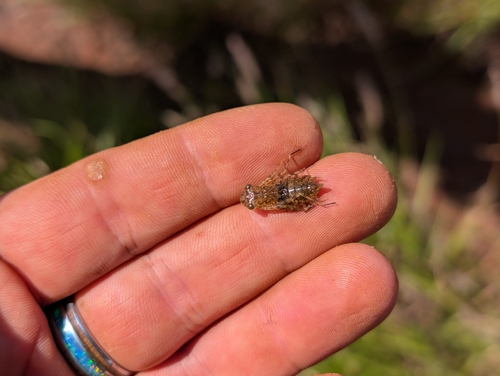 Wandering Glider photo 6